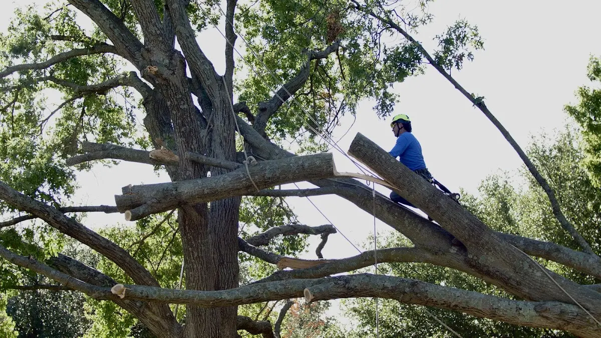 Professional Hazardous Tree Removal performed by certified arborists in Pray